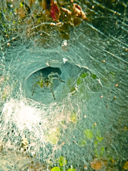 Huni Örümceği Örümceğin Çenesinde Bir Eşek Arısı Var Sekiz Gözünden — Stok fotoğraf