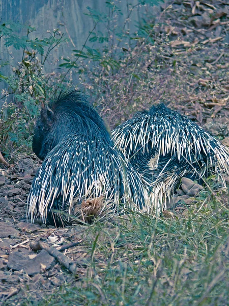 Porcupine Hystrix Indica Indian Crested Porcupine Rajiv Gandhi Zoology Park — Fotografia de Stock