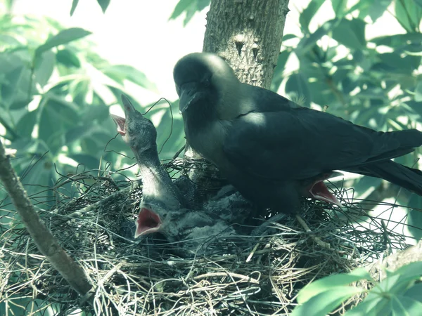 Nid Corbeau Maison Corvus Splendens Avec Les Jeunes — Photo