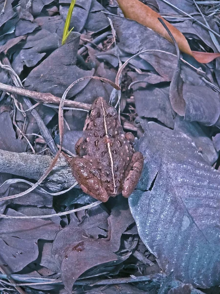 Κοινός Βάτραχος Bufo Bufo — Φωτογραφία Αρχείου