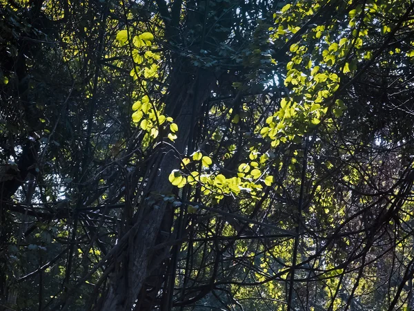 Luce Del Sole Che Cade Una Pianta Strisciante — Foto Stock