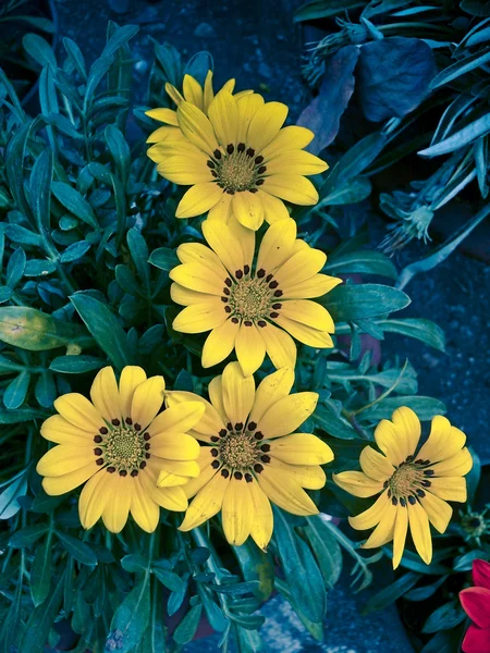 Gazania Gazania Rigens Fowers Inde — Photo