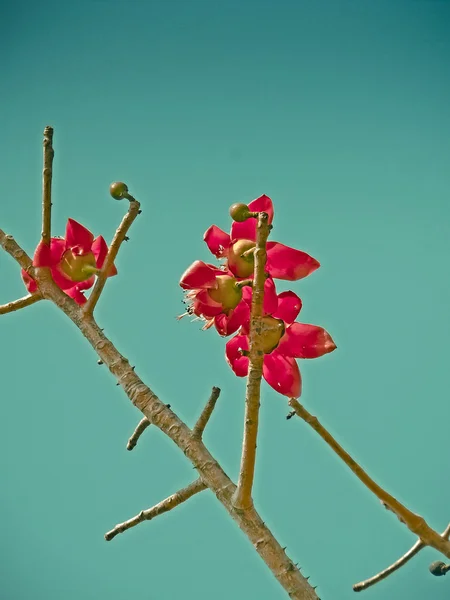 Coral Tree Erythrina Suberosa Pune Maharashtra India — Stock Photo, Image