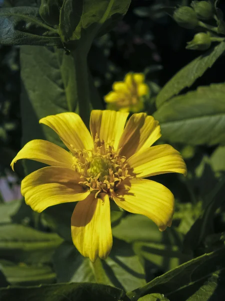 Цветок Имбирных Семян Гизотия Абиссинская — стоковое фото