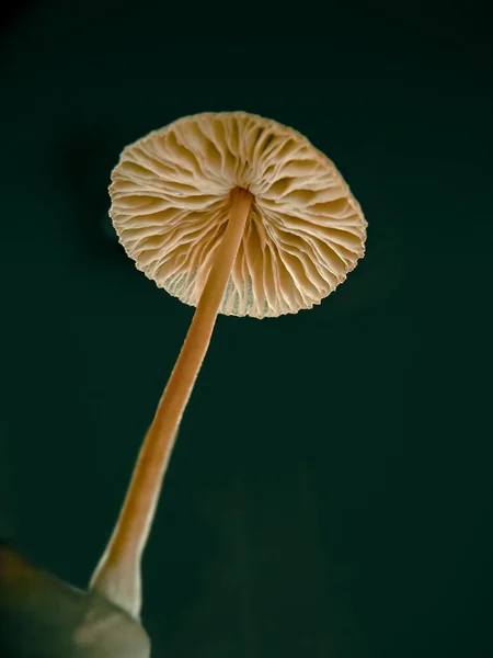 Wild Fungi Marasmiellus Ramealis Poisonous — 스톡 사진