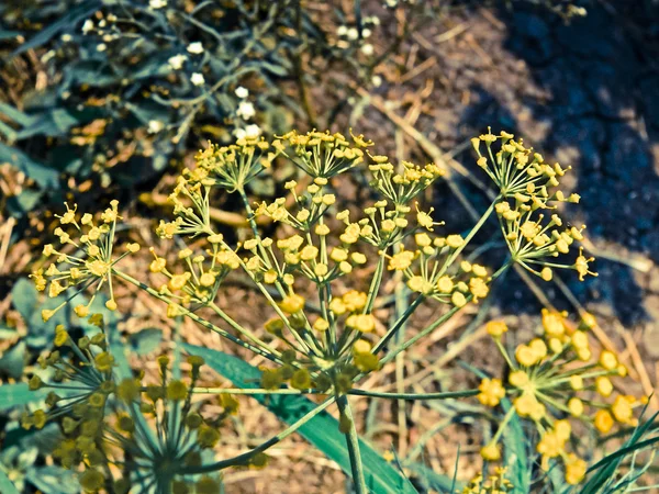 Aneto Suwa Erba Shepu Fiore — Foto Stock