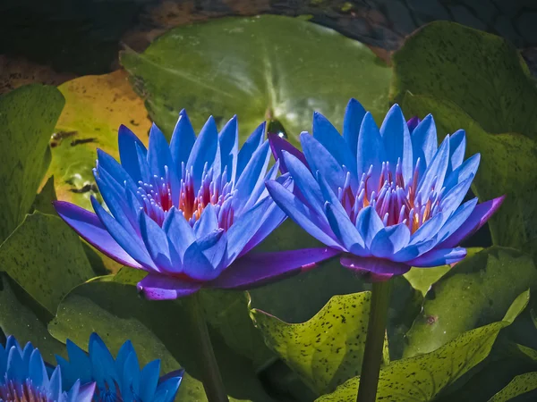 Voilet Gekleurde Waterlelie Nymphaea Nymphaeaceae Nymphaeales Magnoliopsida — Stockfoto