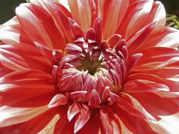 Gerbera Blumen Gerbera Jamesonii — Stockfoto