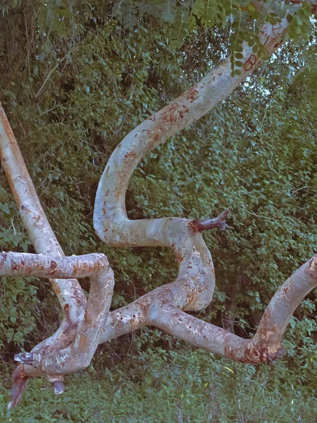 Strom Duchů Taboda Sterculia Urens Také Nazýván Nahá Dáma Lesa — Stock fotografie