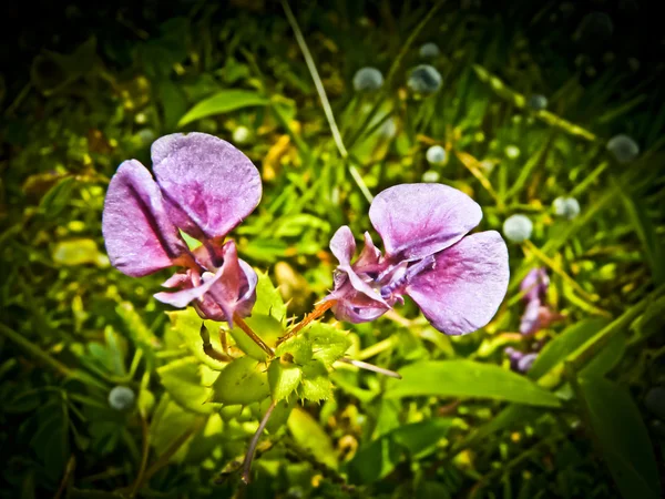 Массовое Цветение Магента Бальзам Impatiens Oppositifolia Плато Цветов Плато Каас — стоковое фото