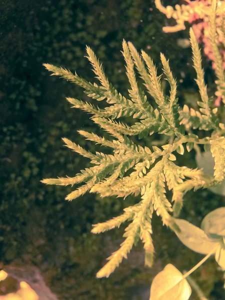 Selaginella Braunii Arborvitae Fern Selaginellaceae Selaginella Braunii Arborvitae Ferns — Stock Photo, Image