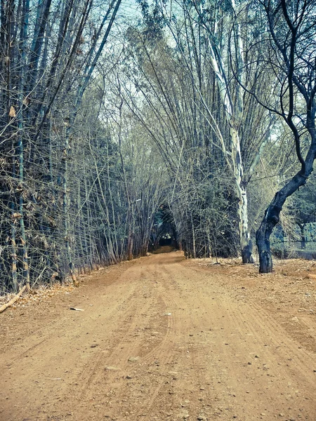 インドのマディヤ プラデーシュ州ハナ国立公園の静かな道路 — ストック写真