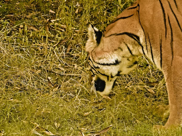 Tigre Bengala Pantera Parque Zoológico Rajiv Gandhi Katraj Pune Maharashtra — Foto de Stock