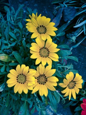 Gazania , Gazania rigens Fowers, India