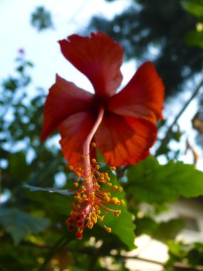Kırmızı Hibiscus, rosa-sinensis çiçekleri