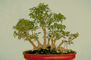 Ficus Natalensis Bonsai Tree clipart