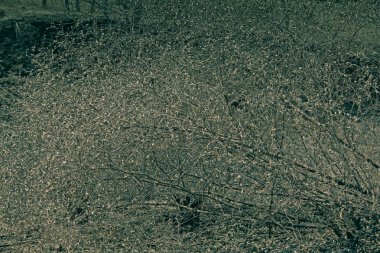 dry tree Jujube, Ziziphus jujuba