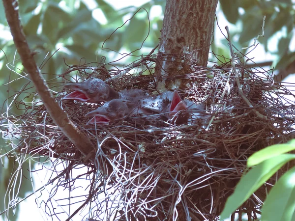 Nest of a house crow, Corvus Splendens with Young ones