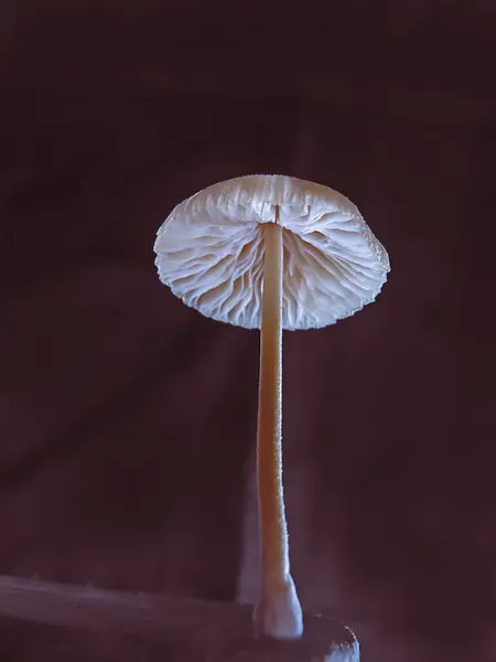 Wild Fungi Marasmiellus Ramealis Poisonous — Stock Photo, Image