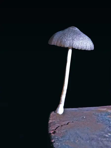 Wild Fungi Marasmiellus Ramealis Poisonous — 스톡 사진