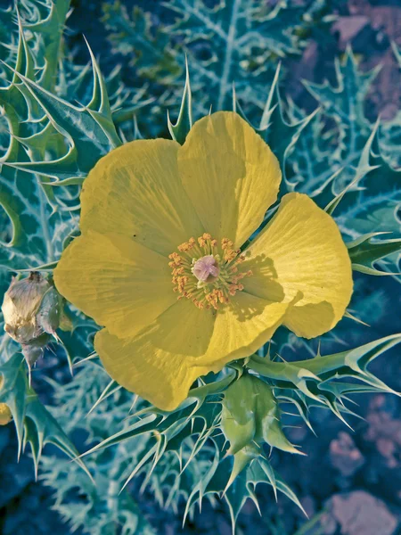 Цветок Argemone Mexicana Papaveraceae — стоковое фото