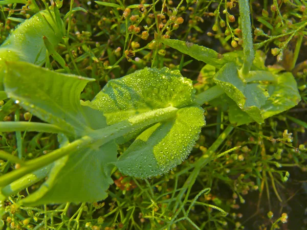 シュガースナップエンドウの植物 — ストック写真