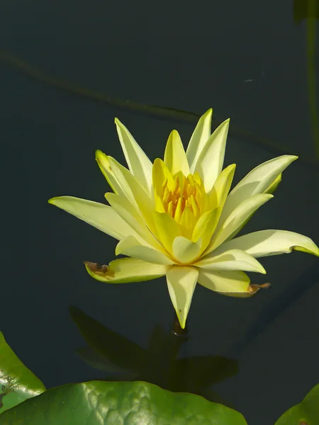 Nymphaea Odorata Lotus Blanc Fleurs Lis Eau Dans Étang Eau — Photo