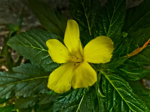 Turnera Ulmifolia Turnera Ulmifolia Yellow Alder Yellow Buttercups Sage Rose — Stock Photo, Image