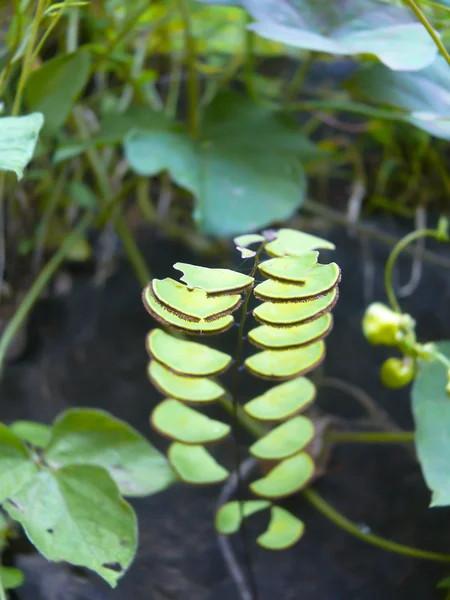 Helecho Maidenhair Adiantum Pedatum — Foto de Stock