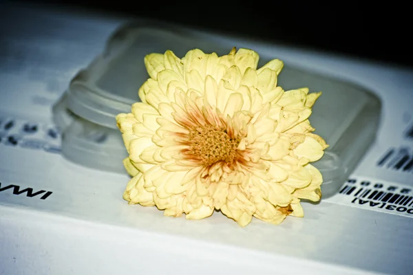 Blooming Yellow Chrysanthemums — Stock Photo, Image