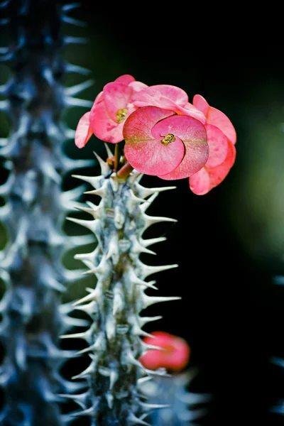 Στέμμα Αγκαθιών Euphorbia Milii Lutea — Φωτογραφία Αρχείου
