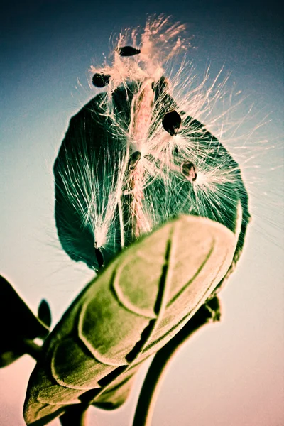 巨乳杂草的种子 — 图库照片