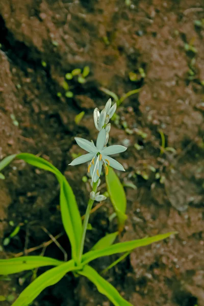 Clorofitum Glaucum Anthericum Nimmonii Hartwegia Nimmonii Clorofitum Hastes Escamosas — Fotografia de Stock