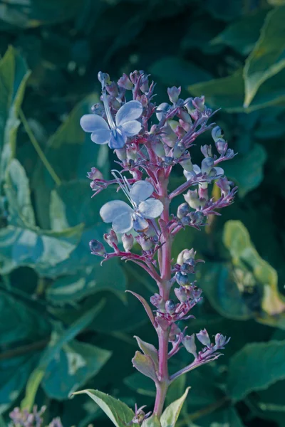 クレロデンドラム セラトラム科名 Verbeneace 鋸歯状の葉と美しい花を持つ低木 柔らかい葉は集められ 調理され 食べられる — ストック写真