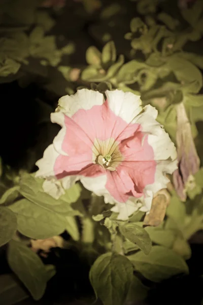 Flores Petunia Petunia Hybrida —  Fotos de Stock