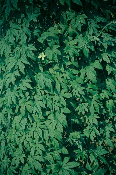 Rośliny Gorzkiej Dyni Momordica Charantia — Zdjęcie stockowe