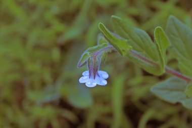 Indian Borage, Trichodesma indicum