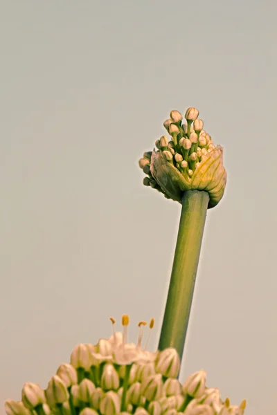 Lök Allium Blommor Gröna Lök Stjälkar Med Vita Blommor Fältet — Stockfoto