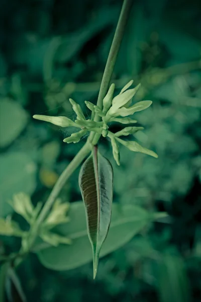 Wax Leaved Climber Indian Sarsaparilla Cryptolepis Buchananii — 스톡 사진