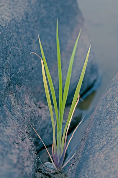Eleusine Indica Indian Goosegrass Wiregrass Crowfootgrass Species Grass Family Poaceae — Stock Photo, Image