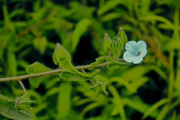 Indiase Borage Trichodesma Indicum — Stockfoto