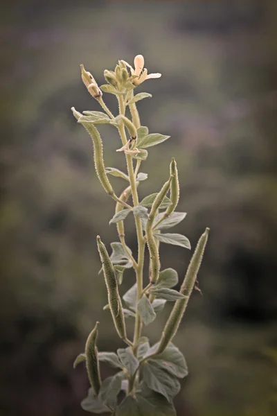 Cleome Viscosa Fleur Araignée Asiatique — Photo