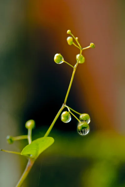 Kapky Vody Rostliny — Stock fotografie