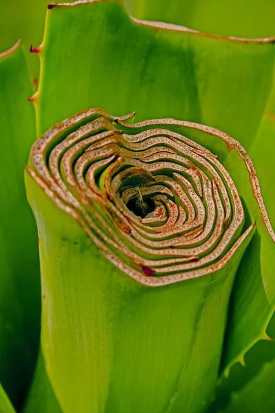 Agave Americana Century Plant Maguey American Aloe — Stockfoto