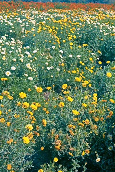 Маржорит Дамблэнд Chrysanthemum Felens — стоковое фото