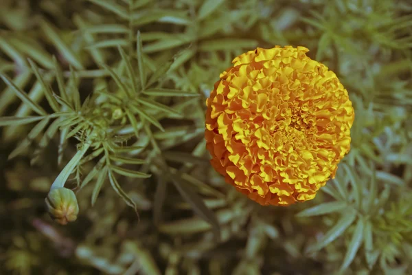 Flores Tagetes Erecta Marigold Africano Maharashtra Índia — Fotografia de Stock