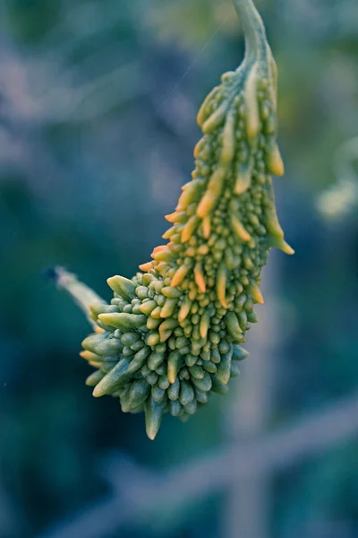 Bitter Melon Momordica Charantia Plant — Stock Photo, Image