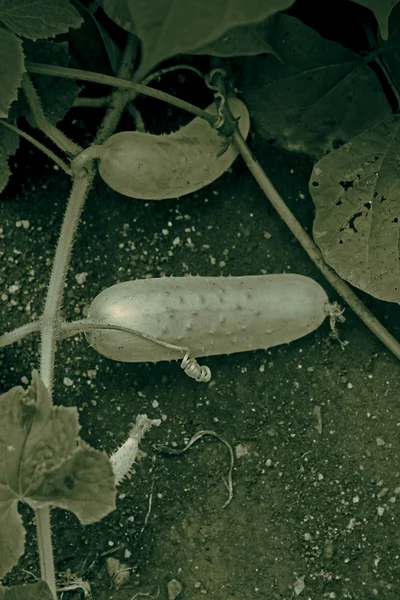 Cucumis Sativus Ist Eine Weit Verbreitete Pflanze Aus Der Familie — Stockfoto
