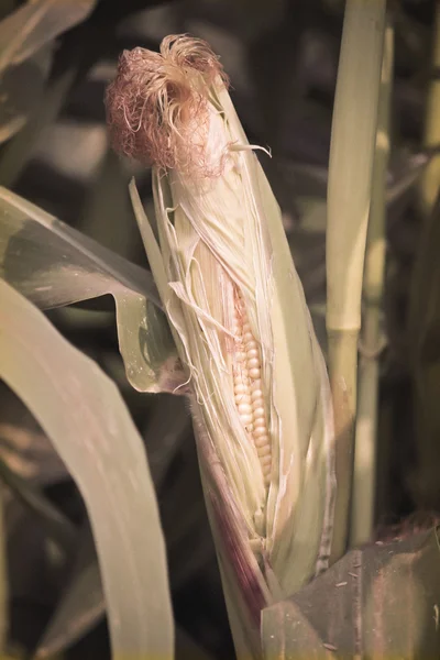 印度马哈拉施特拉邦玉米玉米 — 图库照片
