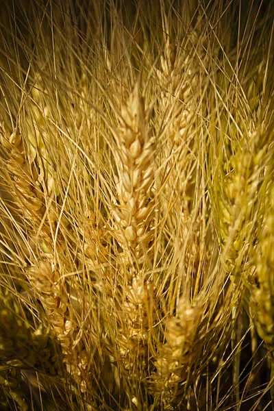 Feld Von Triticum Aestivum Weizenernte Maharashtra Indien — Stockfoto